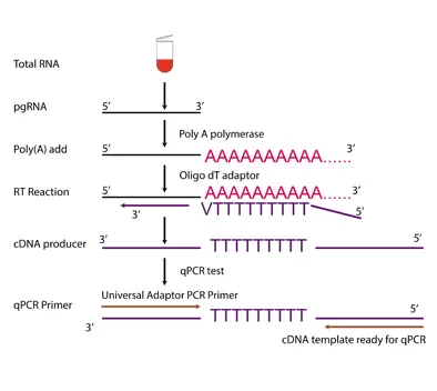 Procedimentos de Operação de Kits de PCR